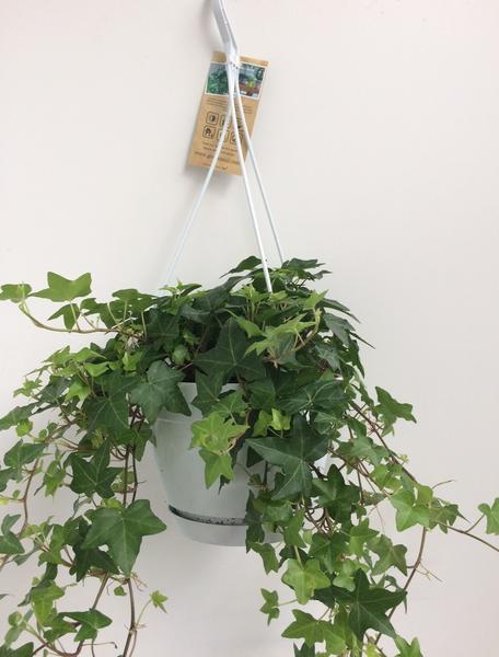 Hedera Helix Groen – Hangpot Wit / Basic – Ø17cm – ↕cm