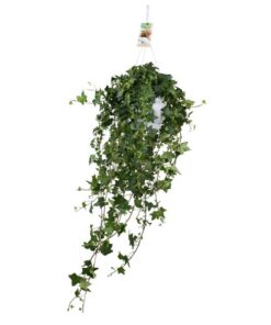 Hedera Helix Pitsburg – Hang/XXL – Ø17cm – ↕cm