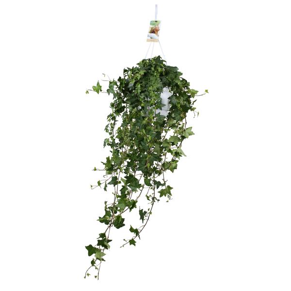 Hedera Helix Pitsburg – Hang/XXL – Ø17cm – ↕cm