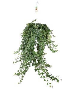 Hedera Helix Pitsburg – Hang/XXL – Ø24cm – ↕cm