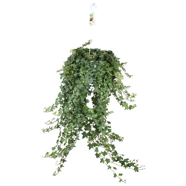 Hedera Helix Pitsburg – Hang/XXL – Ø24cm – ↕cm