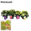 Hydrangea Bol 7-12 Kop Gemengd Op De Laag (Decorum) – Ø23cm – ↕40cm