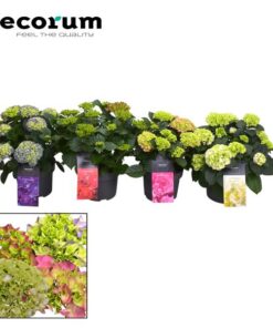 Hydrangea Bol 7-12 Kop Gemengd Op De Laag (Decorum) – Ø23cm – ↕40cm