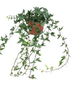 Hedera Helix Shamrock – Medium Long – Ø13cm – ↕cm