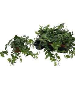 Hedera Helix ‚Lingusta‘ – Ø13cm – ↕cm