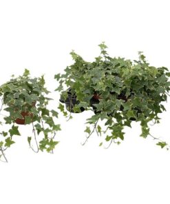 Hedera Helix ‚Gold Child‘ – Ø13cm – ↕cm