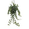 Hedera Helix White – Ø19cm – ↕cm