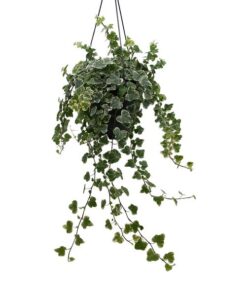 Hedera Helix White – Ø19cm – ↕cm