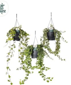 Hedera Helix Gemengd Air So Pure – Ø19cm – ↕cm