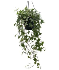 Hedera Helix Yellow – Ø19cm – ↕cm