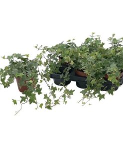 Hedera Helix ‚Esther‘ – Ø13cm – ↕cm