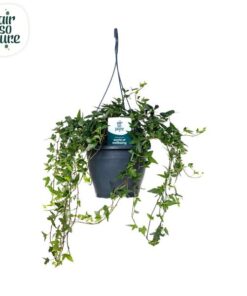 Hedera Helix Green Air So Pure – Ø19cm – ↕cm