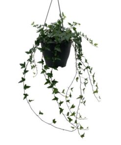 Hedera Helix Green – Ø19cm – ↕cm