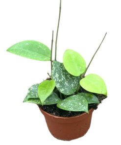 Hoya Parasitica Splash – Ø10,5cm – ↕cm