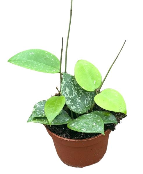 Hoya Parasitica Splash – Ø10,5cm – ↕cm