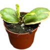 Hoya Incrassata Variegata – Ø10,5cm – ↕cm