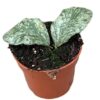 Hoya Waymaniae Kapuas – Ø10,5cm – ↕cm