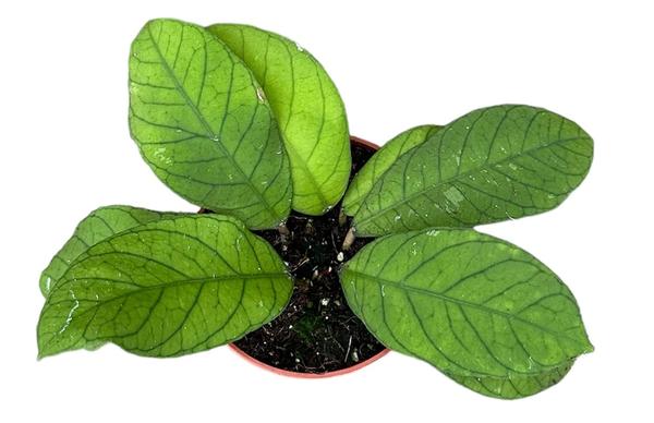 Hoya Sp Sabah – Ø10,5cm – ↕cm