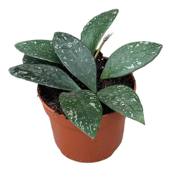 Hoya Rundumensis Splash – Ø10,5cm – ↕cm