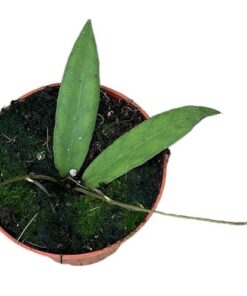 Hoya Scortechinii – Ø10,5cm – ↕cm