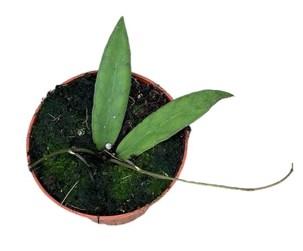 Hoya Scortechinii – Ø10,5cm – ↕cm