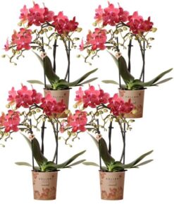 Kolibri Orchids | COMBI DEAL von 4 roten Phalaenopsis Orchideen – Kongo – Topfgröße Ø9cm blühende Zimmerpflanze – frisch vom Züchter