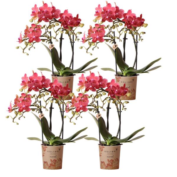 Kolibri Orchids | COMBI DEAL von 4 roten Phalaenopsis Orchideen – Kongo – Topfgröße Ø9cm blühende Zimmerpflanze – frisch vom Züchter