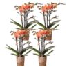 Kolibri Orchids | COMBI DEAL von 4 orange Phalaenopsis Orchideen – Bozen – Topfgröße Ø9cm blühende Zimmerpflanze – frisch vom Züchter