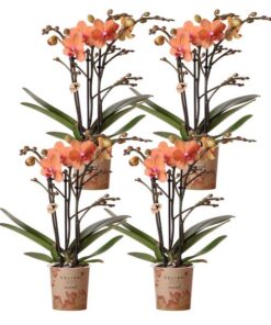 Kolibri Orchids | COMBI DEAL von 4 orange Phalaenopsis Orchideen – Bozen – Topfgröße Ø9cm blühende Zimmerpflanze – frisch vom Züchter