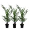 3x Phoenix Canariensis – 80 cm – Ø15