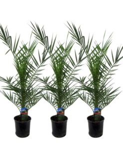 3x Phoenix Canariensis – 80 cm – Ø15