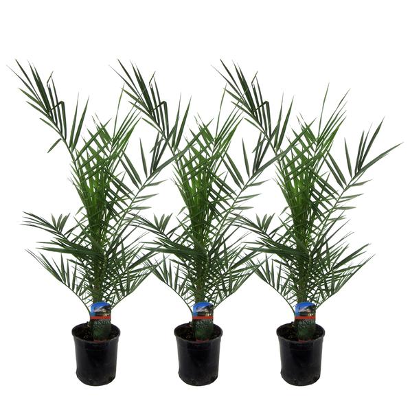 3x Phoenix Canariensis – 80 cm – Ø15