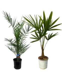 Phoenix Canariensis – 80 cm Ø15cm + Trachycarpus Fortuneii – 100 cm – Ø18cm