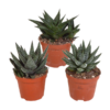 Gasteria/Haworthia-Mischung 8,5cm – 3x – zonder pot