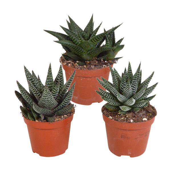 Gasteria/Haworthia-Mischung 8,5cm – 3x – zonder pot