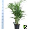 Dypsis Lutescens 120 – Ø19cm – ↕100cm