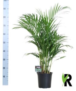 Dypsis Lutescens 120 – Ø19cm – ↕100cm