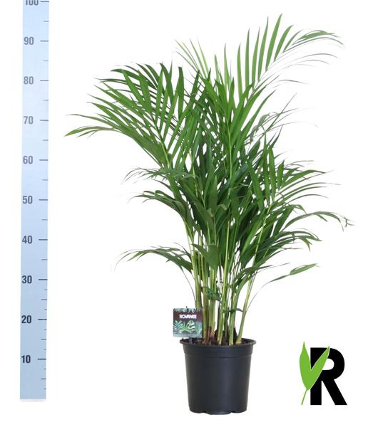 Dypsis Lutescens 120 – Ø19cm – ↕100cm