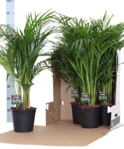 Dypsis Lutescens 100-110 – Ø19cm – ↕100cm