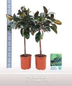 Ficus Robusta Op Stam – Ø24cm – ↕110cm