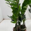 Zamioculcas – Ø12cm – ↕35cm