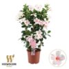 Mandevilla Summerstar Pink Touch Rek P19 – Ø19cm – ↕75cm