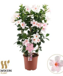 Mandevilla Summerstar Pink Touch Rek P19 – Ø19cm – ↕75cm