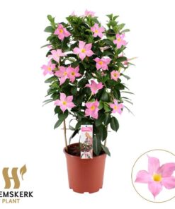 Mandevilla Summerstar Eagel Eye P19 Rek – Ø19cm – ↕75cm