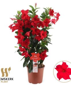 Mandevilla Summerstar Red Rek P19 – Ø19cm – ↕75cm