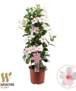 Mandevilla Summerstar Pink Touch P19 Piramide – Ø19cm – ↕75cm