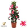 Mandevilla Summerstar Pink P19 Piramide – Ø19cm – ↕75cm