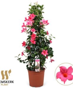 Mandevilla Summerstar Pink P19 Piramide – Ø19cm – ↕75cm