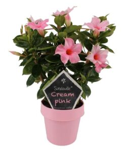 Mandevilla Sundaville Cream Pink Op Rek (Dipladenia) – Ø14cm – ↕40cm