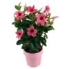 Mandevilla Sundaville Flamingo Pink Op Rek (Dipladenia) – Ø14cm – ↕40cm